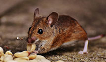 24 Hour & Emergency Exterminators in Middle River, MN